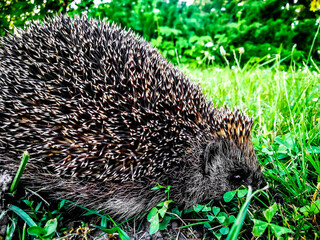hedgehog in the grass