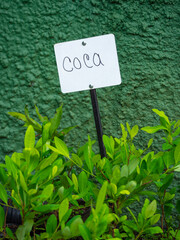 Coca Leaf Plantation (Erythroxylum coca) with a Sign Indicating its Name