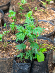 Plant of the Andes Known as Huacatay or Wacatay (Tagetes minuta) in a Park