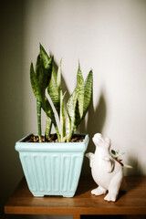 plant lifestyle home decor