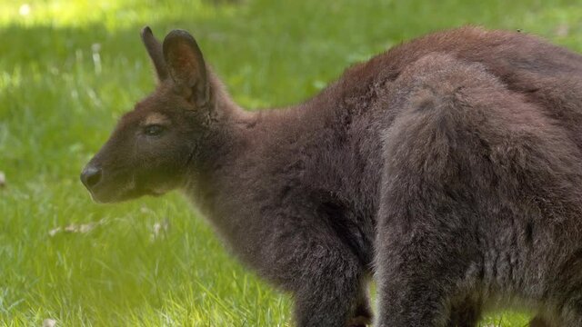 Beautiful Bennet's Wallaby, on green grass, calm animal, close shot