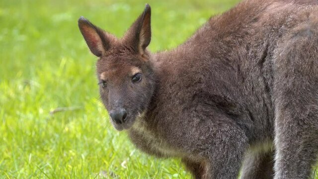 Bennet's Wallaby, fur covered with brown hairs, under shade, rests in its habitat close-up shot