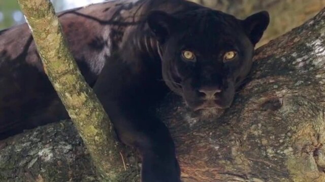Black jaguar, with green eyes, rests on top of tree, having eaten its prey, close-up shot