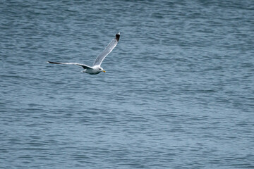 Fototapeta na wymiar flying seagull