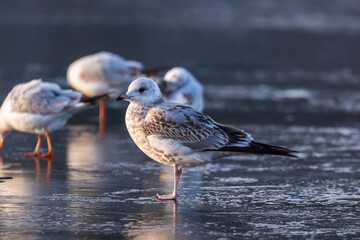 Gulls in a winter day, standing on frozen surface of the river. Sunny morning on a cold winter day. Thin ice on the river.