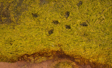 Green seaweed textured background. Dried algaes on a shore with footprints.