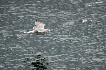 flying seagull