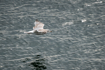 flying seagull