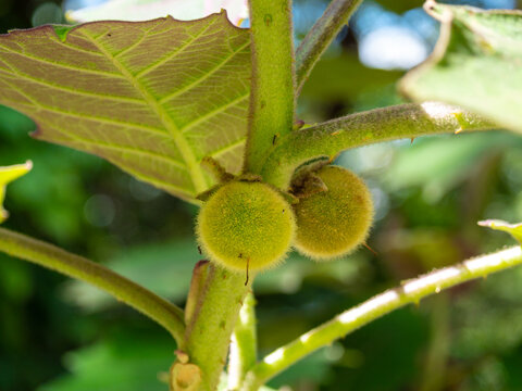 Naranjilla or Lulo (Solanum quitoense), Green Acidic Fruits that Ripen with the Light of the Sun