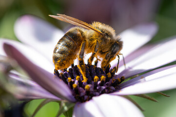 Abeja sobre flor