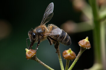 Abeja sobre flor