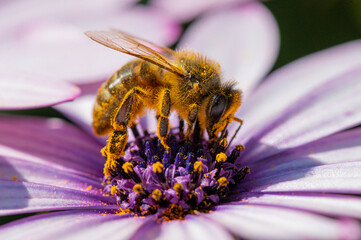 Abeja con polen sobre una flor