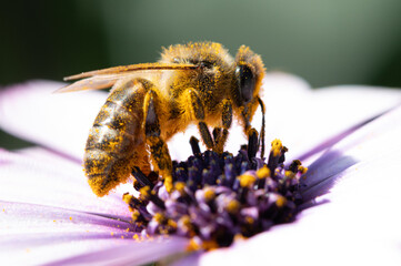 Abeja con polen sobre una flor