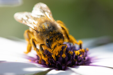 Abeja con polen sobre una flor
