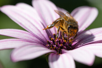 Abeja con polen sobre una flor