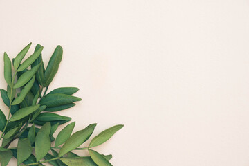 young leaves of a bush lie on the background