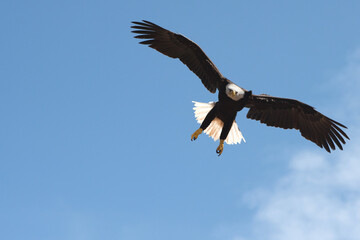 Naklejka premium Flying american eagle