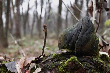 Black tinder fungus