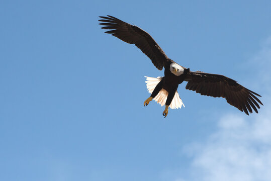 Flying american eagle