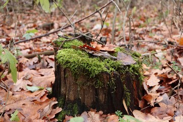 Moss-covered tree stump