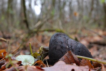 Black tinder fungus
