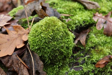 Polypore covered with moss