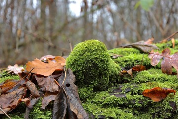 Polypore covered with moss
