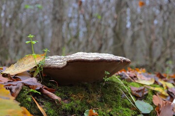 Tinder fungus in the autumn forest 