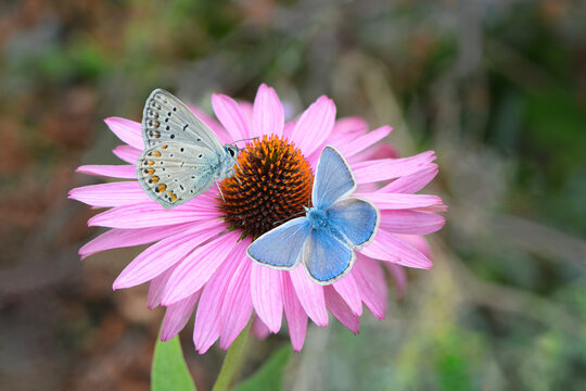 Common blue butterflies on flower
