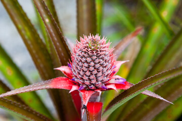 Fototapeta premium Young beautiful pineapple fruit on a plant stem on a Sunny day against a background of green leaves. Fruits, vegetables, exotic products.