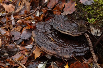 flat polypores