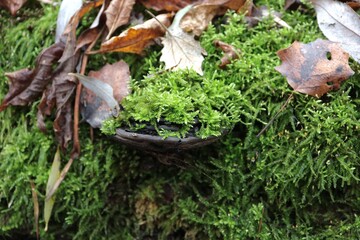 moss-covered polypore