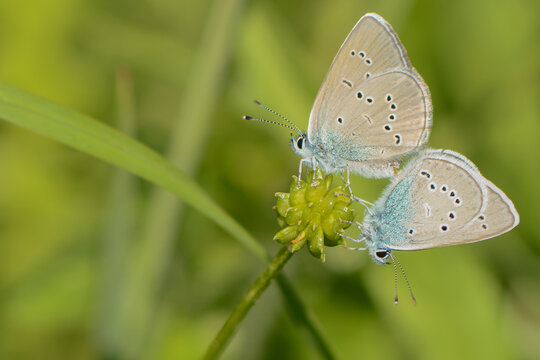 Mazarine blue butterfly