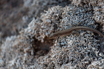 Lizard having some sun on a volcanic rock