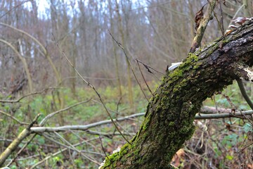 tree in the forest