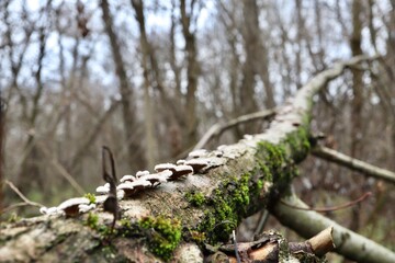 Many small mushrooms on a branch