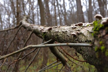 Many small mushrooms on a branch