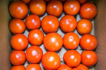 Fresh tomatoes in a box stacked in rows of bright orange color. Fruits vegetables berries useful products agriculture.