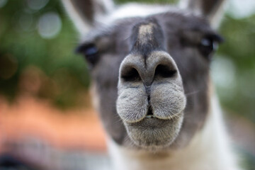 The white snout of a gray-faced llama in a close-up. © SaturnRaven