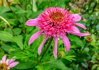 Obraz premium purple Echinacea close-up