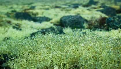 Close up view of drops  on moss in tundra with lichen stones background in summer time. Hibiny, Russia.