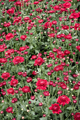 Red flowers with green plants