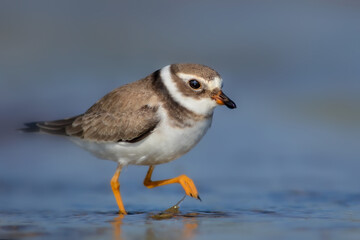 Nature and birds. Colorful nature background. Common Ringed Plover.