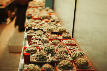 A collection of Succulents, cacti, echeveria kalanchoe and succulent house plants. Succulents are grown in greenhouses in the sun. Indoor plant concept for decoration. Selective focus.