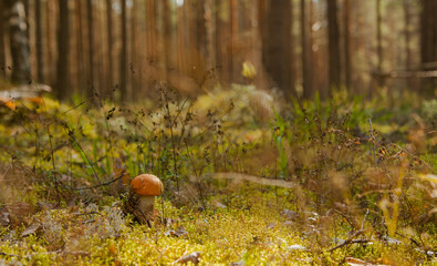 Close up view of orange-cap boletus in summer time forest into the moss with pine trees background.