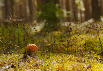 Close up view of orange-cap boletus in summer time forest into the moss with pine trees background.