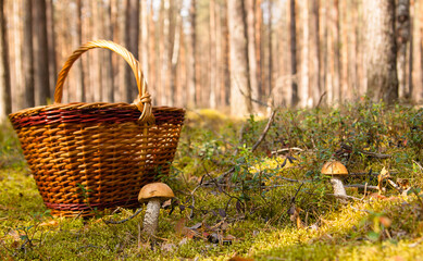 Orange-cap boletus in summer time forest into the moss with pine trees and wicker basket background.