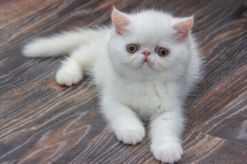 White kitten  on wooden floor, looking at camera. Breed Exotic Shorthair, relatives of the Persian.