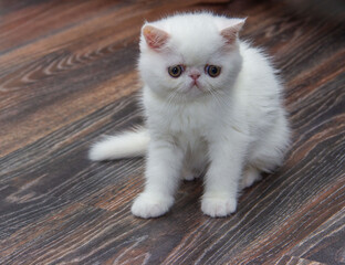White kitten sitting on wooden floor. Breed Exotic Shorthair, relatives of the Persian.