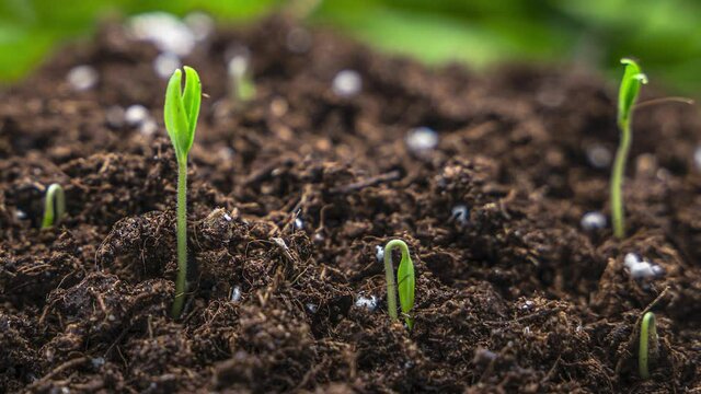 Plants growing in spring timelapse 4k, sprouts germinating newborn plant in agriculture in greenhouse